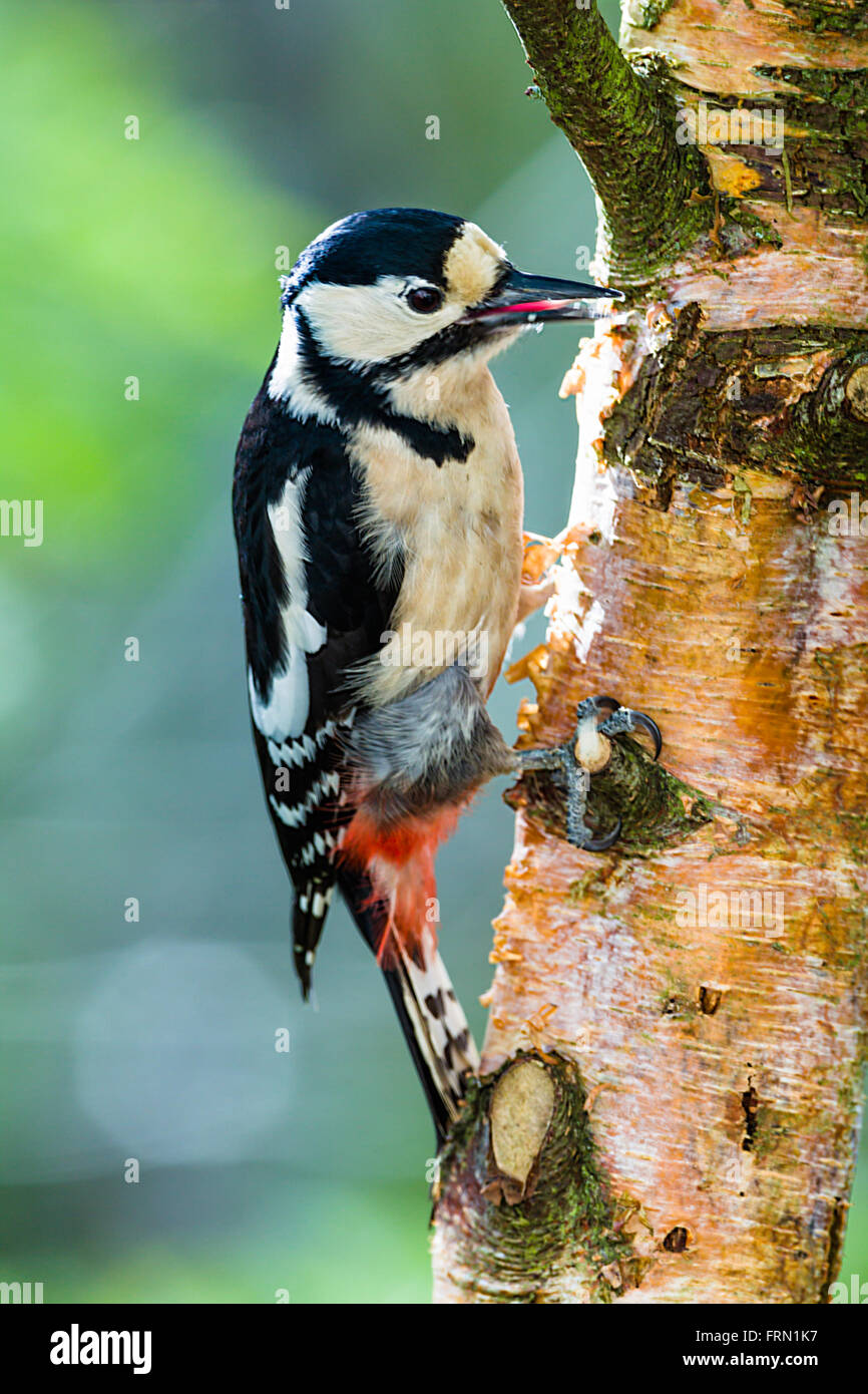 Weibliche Great Spotted Woodpecker Dendrocopos major klammerte sich an Baumstamm Stockfoto