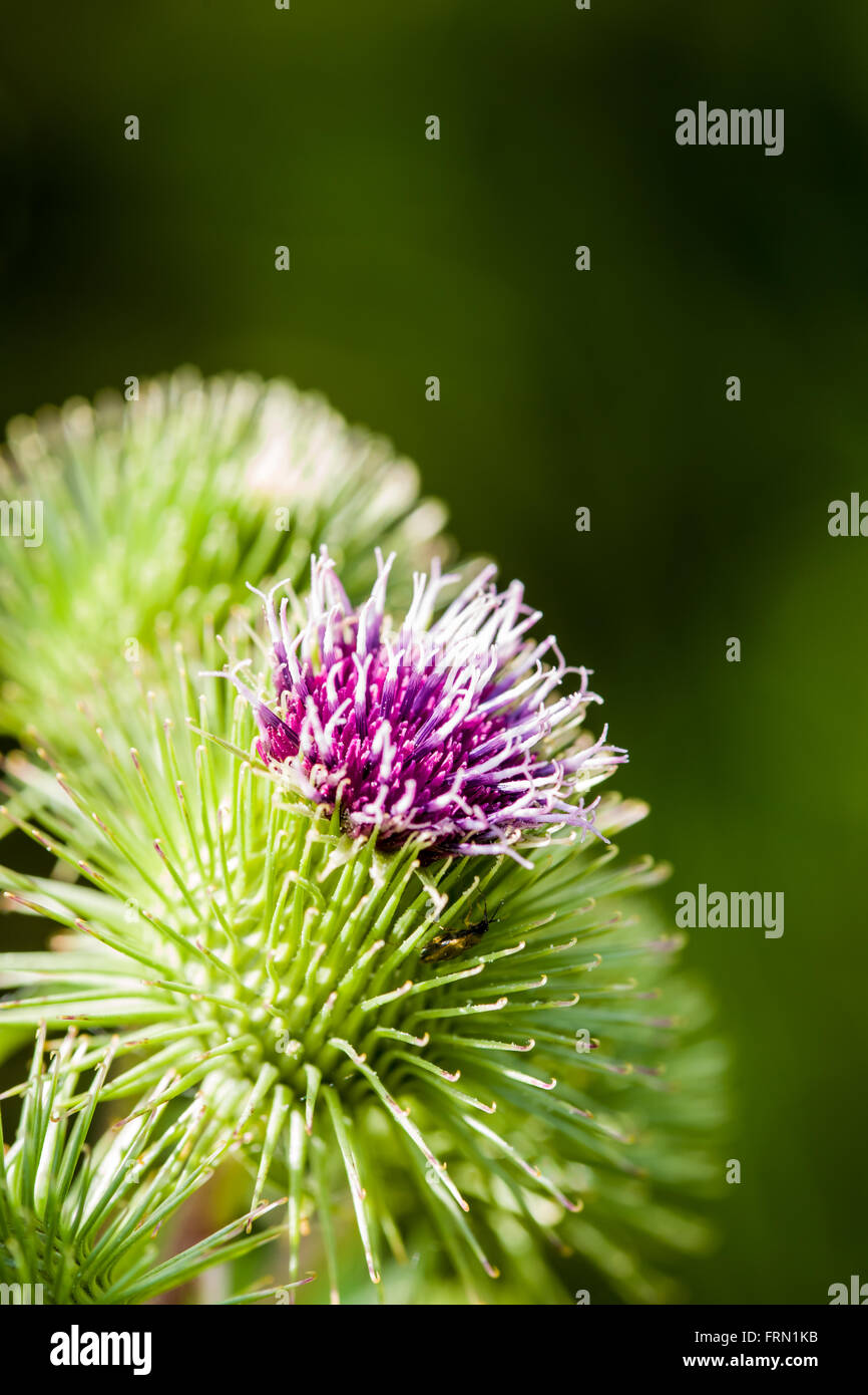 Größere Klette Arctium Lappa Blume gerade erst anfangen zu öffnen Stockfoto