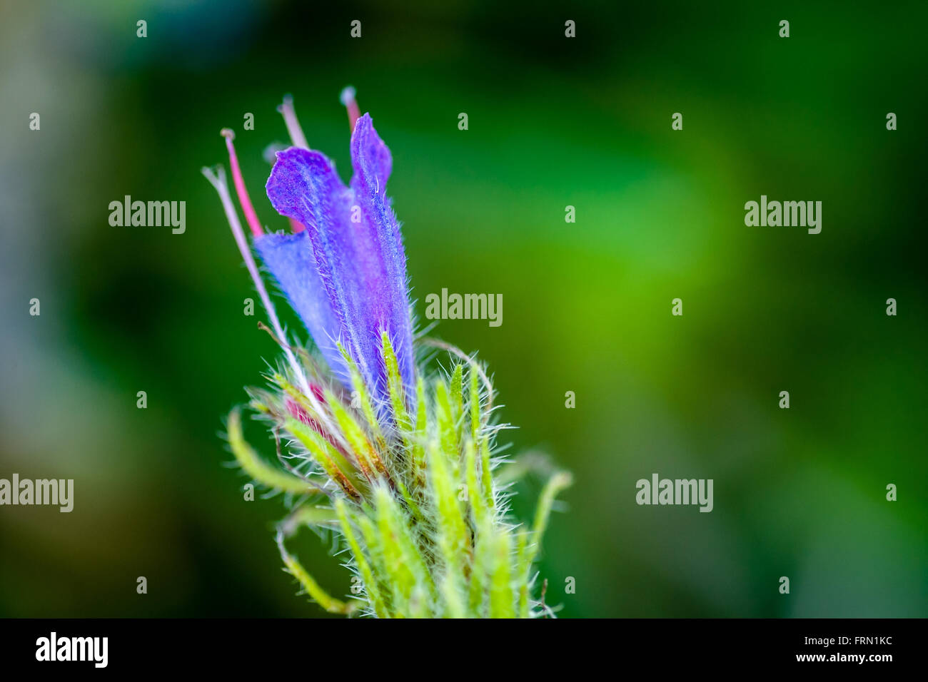 Viper's Bugloss Echium Vulgare Blume Stockfoto