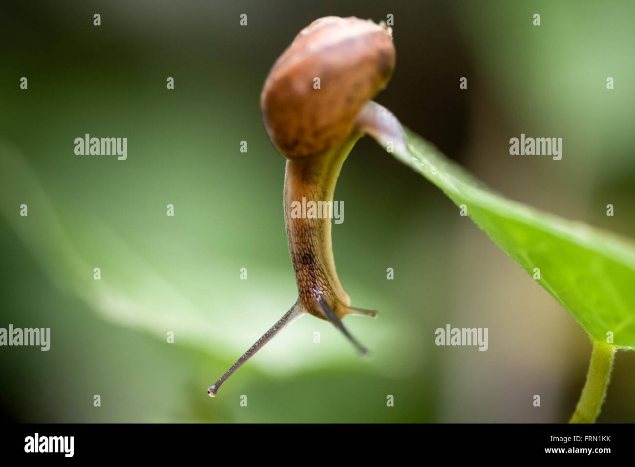 Garten-Schnecke Helix Aspersa auf Efeublätter Stockfoto