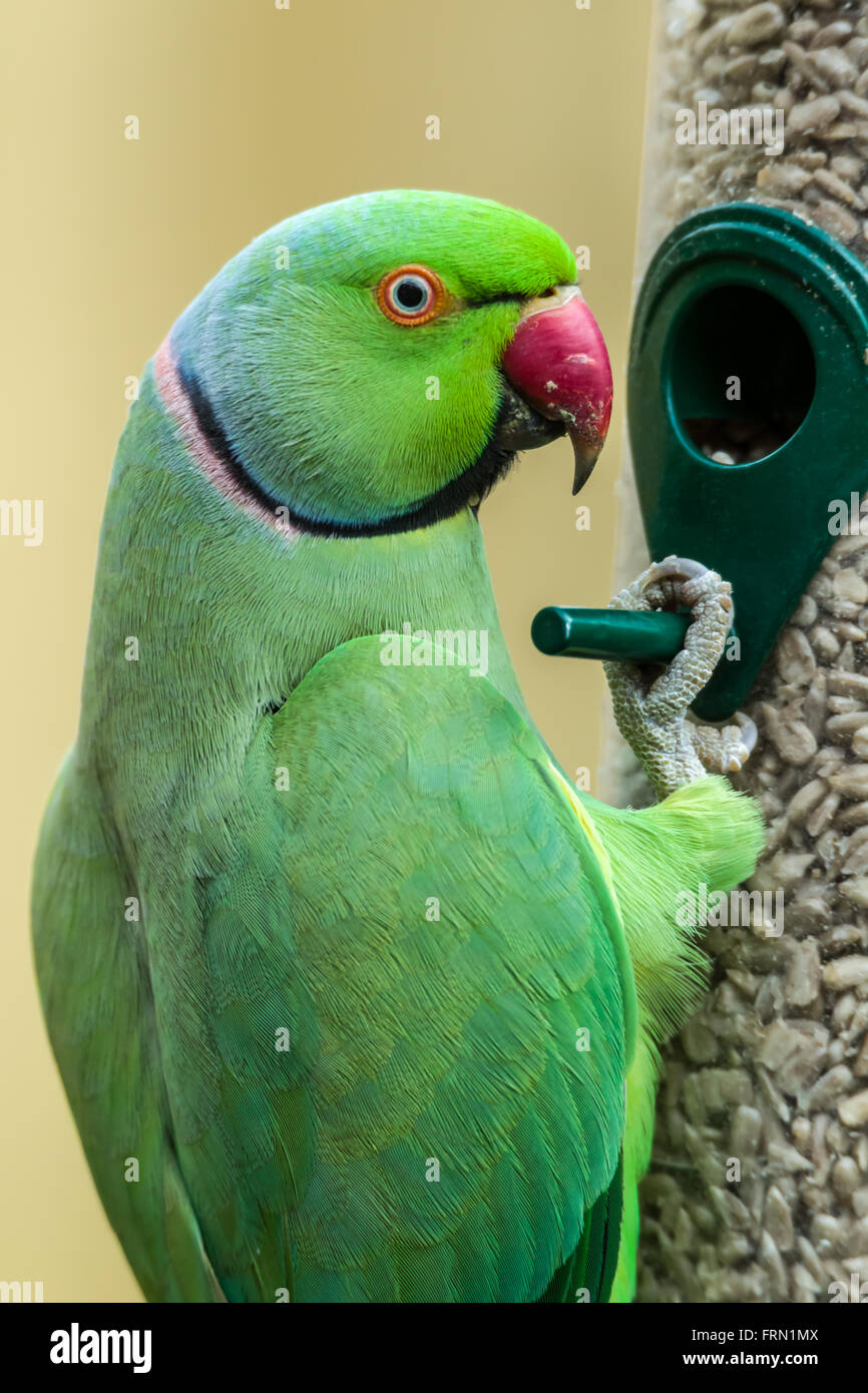 Ring-necked Parakeet oder Rose-beringt Sittich geflohen waren auf Garten Samen feeder Stockfoto