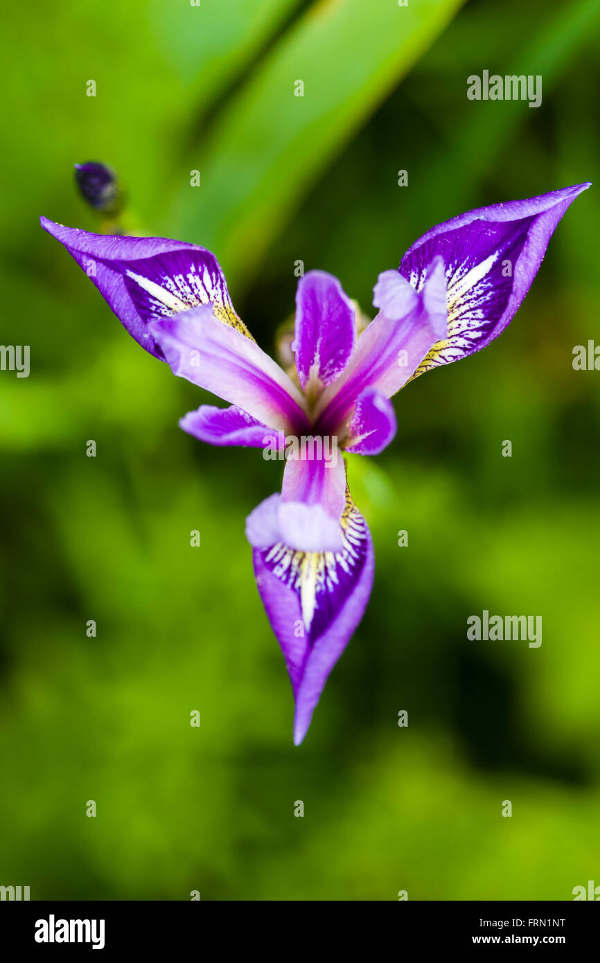 Violette Iris Iris versicolor Blume Stockfoto