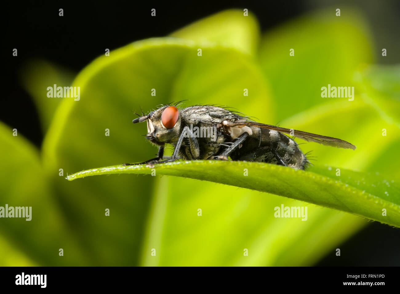 Gemeinsamen Fleisch-Fly Sarcophaga Carnaria ruht auf Blatt Stockfoto