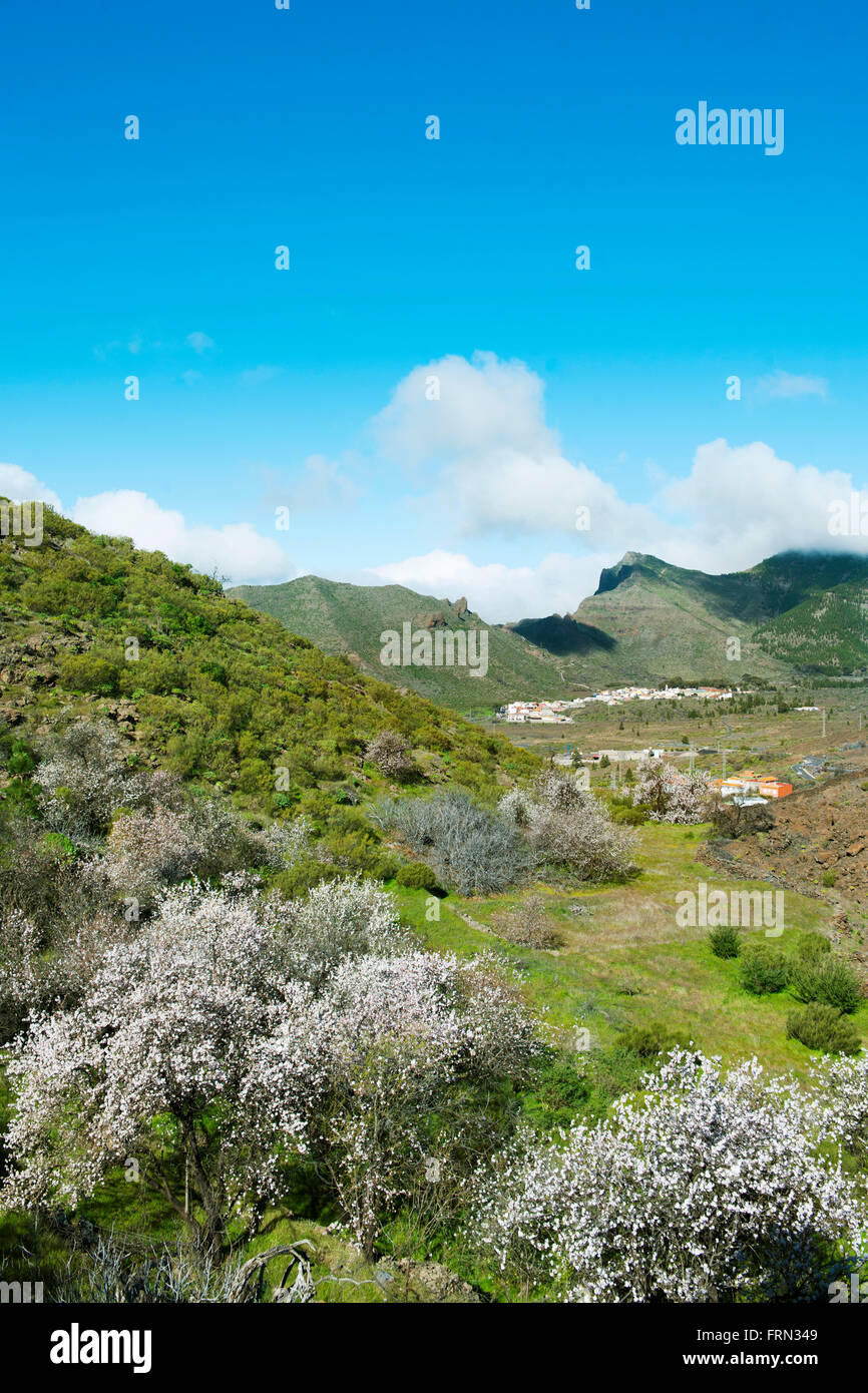 Spanien, Teneriffa, Las Manchas, Blühende Mandelbäume Stockfoto