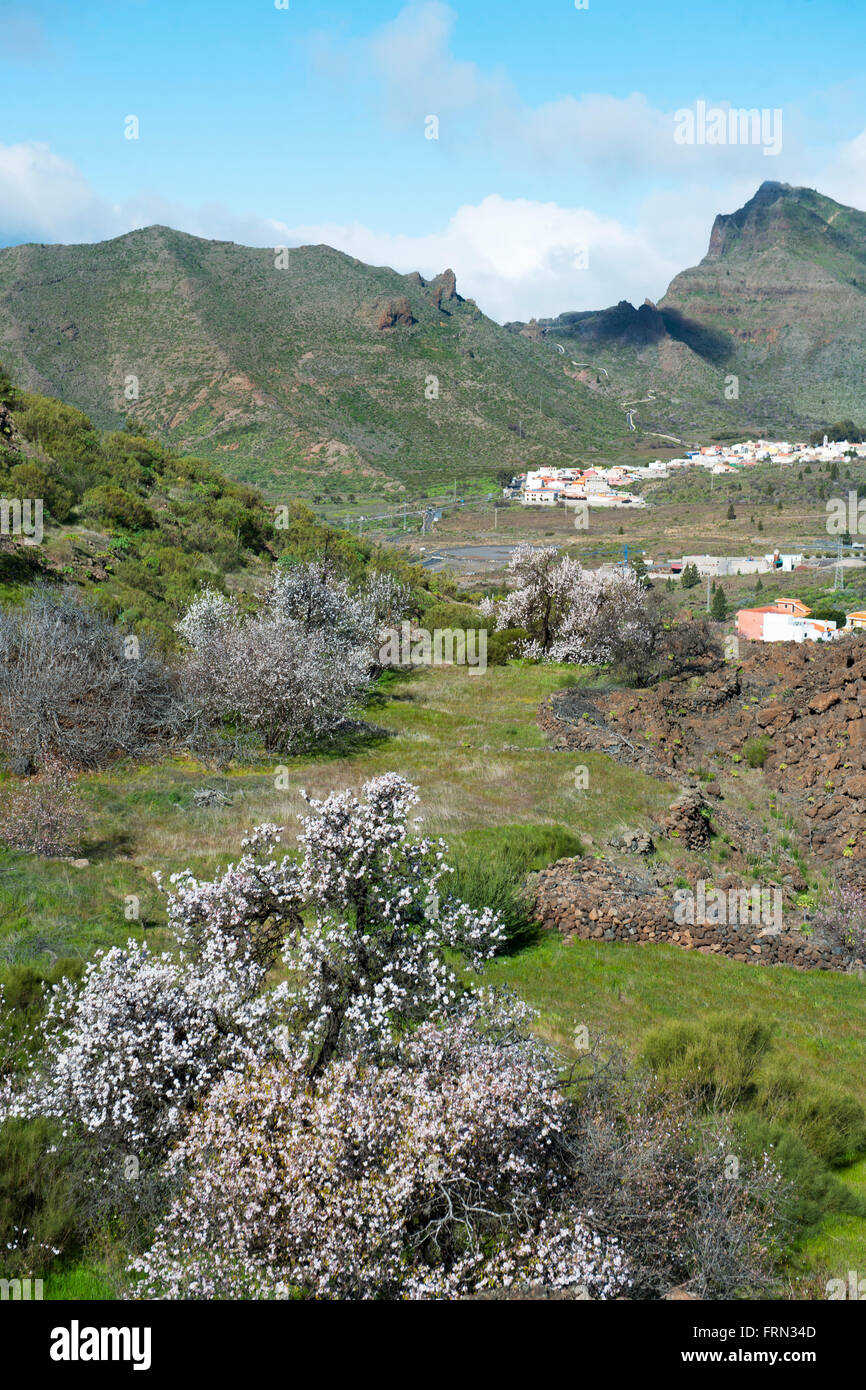 Spanien, Teneriffa, Las Manchas, Blühende Mandelbäume Stockfoto