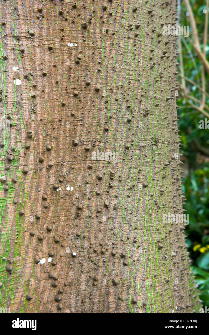 Spanien, Teneriffa, Puerto De La Cruz, botanischen Garten, Kapokbaum (Ceiba Pentandra) Stockfoto