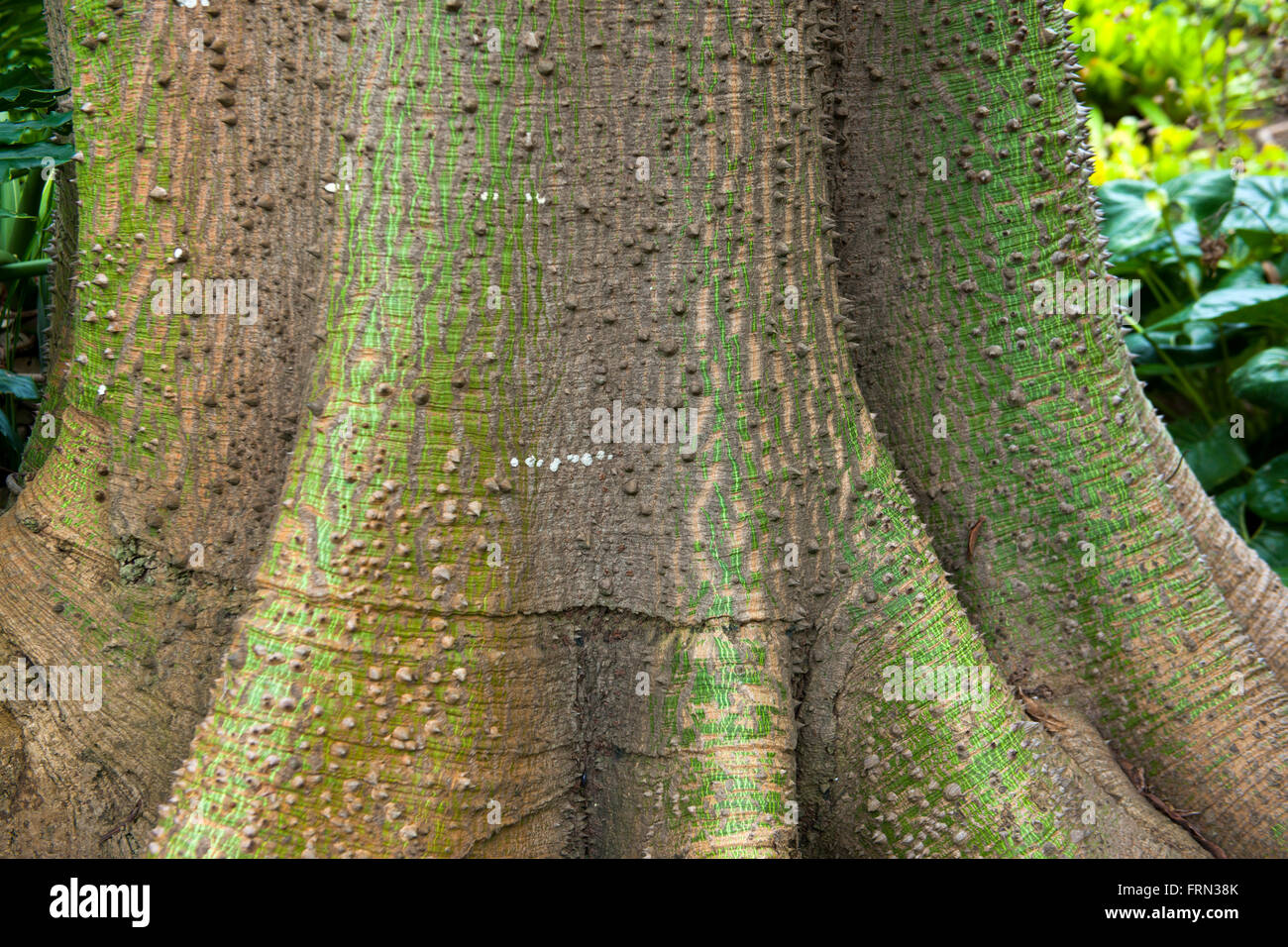 Spanien, Teneriffa, Puerto De La Cruz, botanischen Garten, Kapokbaum (Ceiba Pentandra) Stockfoto