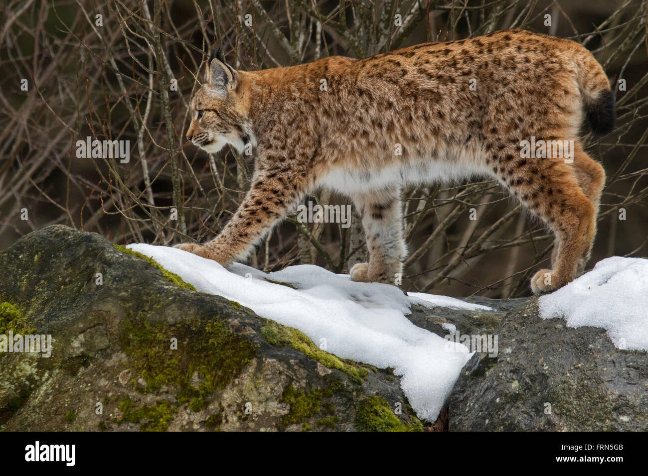 Eurasischer Luchs (Lynx Lynx) auf Felsen im Schnee im winter Stockfoto