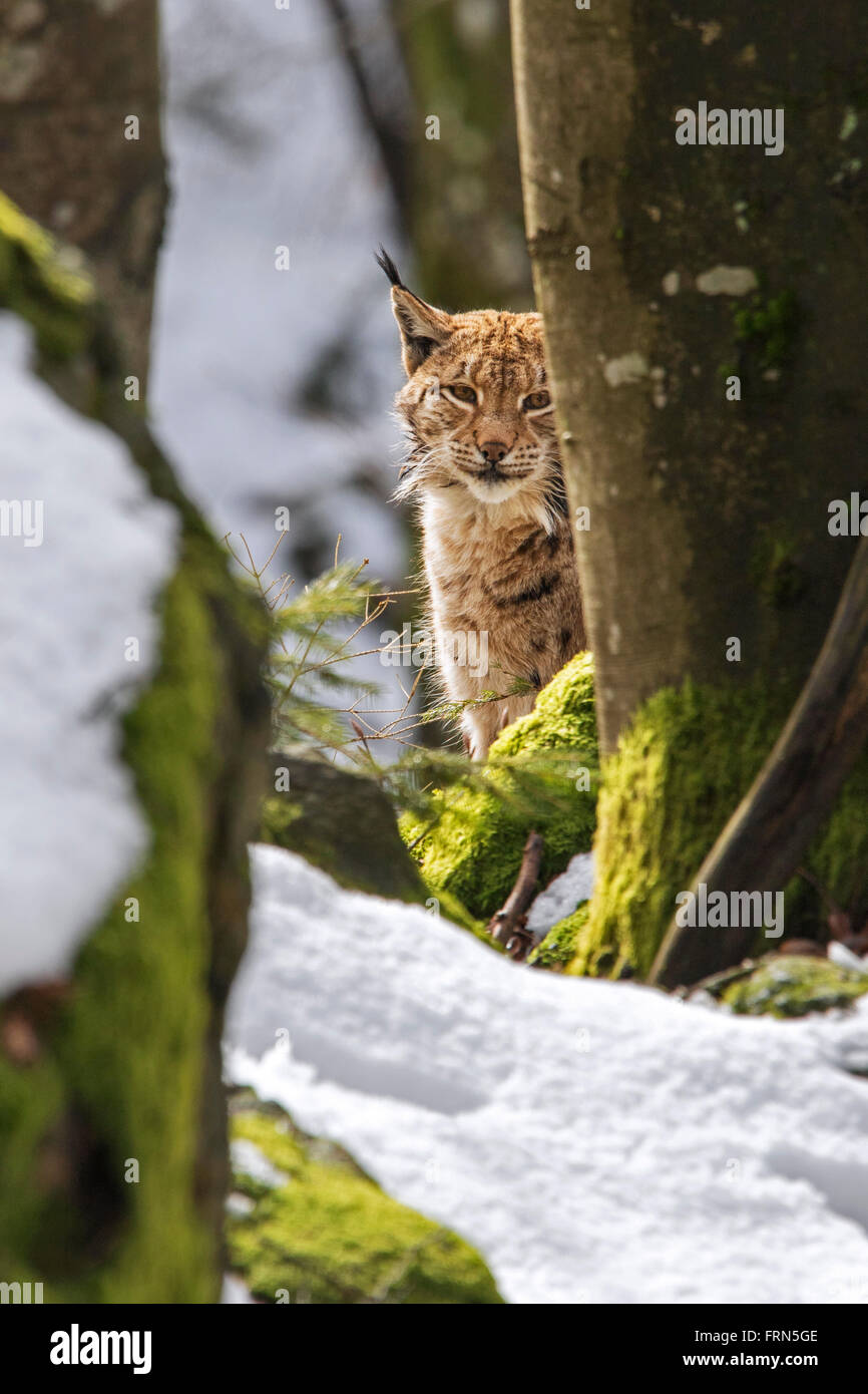 Eurasischer Luchs (Lynx Lynx) auf der Suche hinter Baum im Wald im Schnee im winter Stockfoto