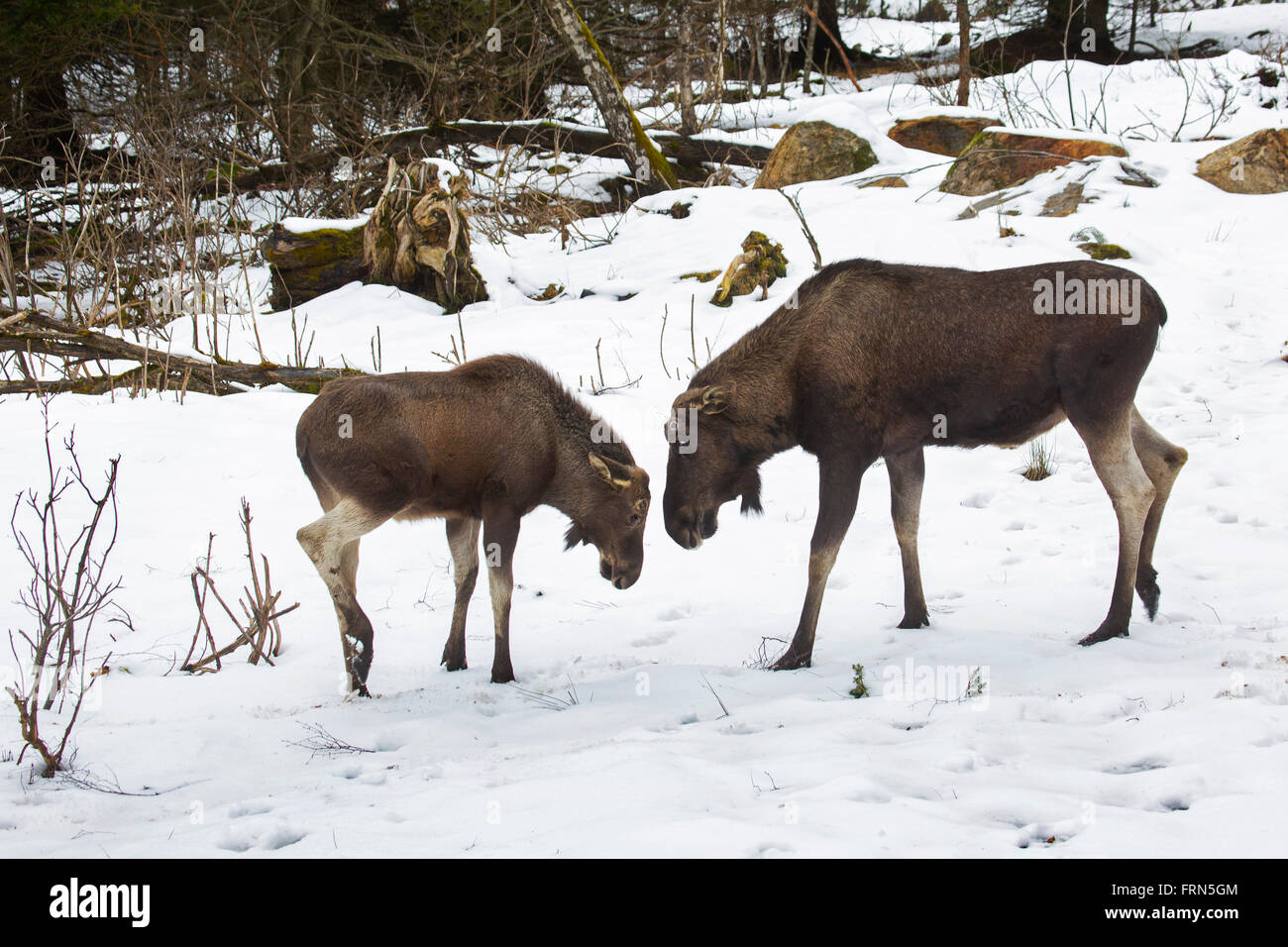 Elch / Elch (Alces Alces) Stier mit Kalb im Wald im Schnee im Winter Stockfoto