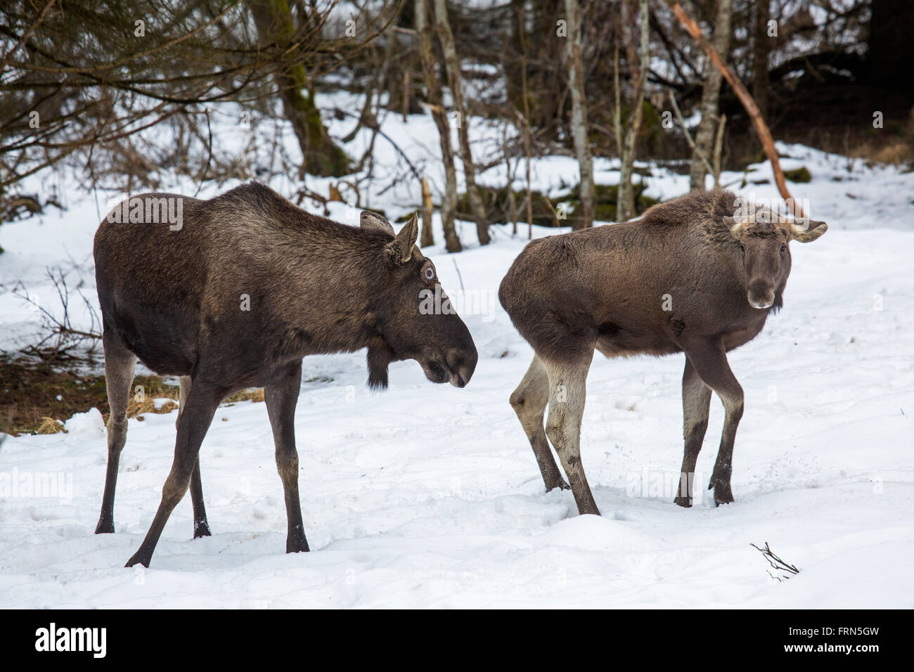 Elch / Elch (Alces Alces) Stier mit Kalb im Wald im Schnee im Winter Stockfoto