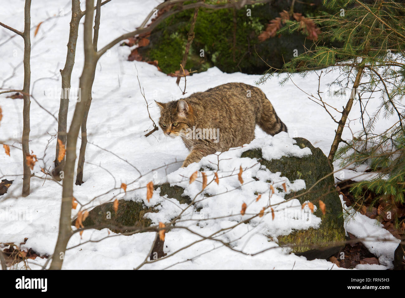 Europäische Wildkatze (Felis Silvestris Silvestris), die Jagd im Wald in den Schnee im winter Stockfoto
