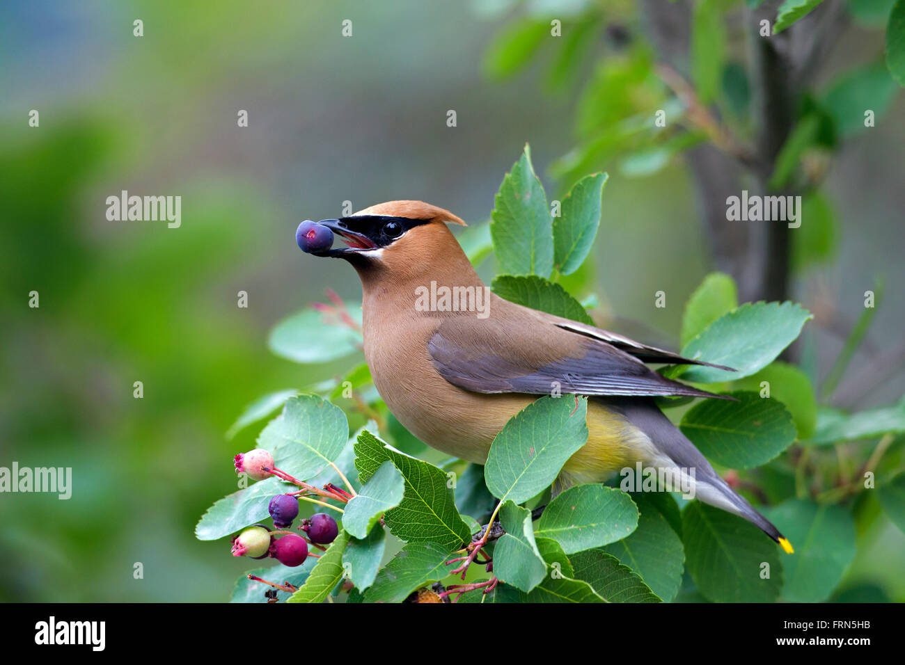 Zeder Seidenschwanz (Bombycilla Cedrorum) thront im Busch Essen Beeren, gebürtig aus Nord- und Mittelamerika Stockfoto