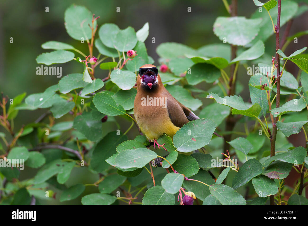 Zeder Seidenschwanz (Bombycilla Cedrorum) thront im Busch Essen Beeren, gebürtig aus Nord- und Mittelamerika Stockfoto