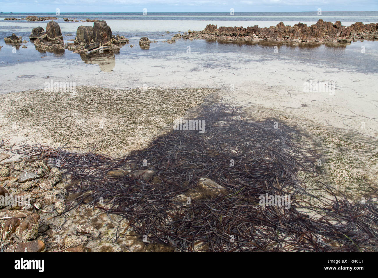 seichten Strand Wasser mit Algen und Felsen, St-Vincent-Golf, South Australia Stockfoto