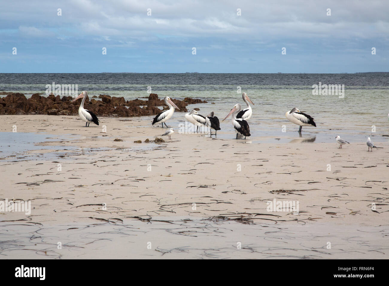 Gruppe von Pelikanen und anderen Seevögeln an seichten Strand Wasser, St-Vincent-Golf, South Australia Stockfoto