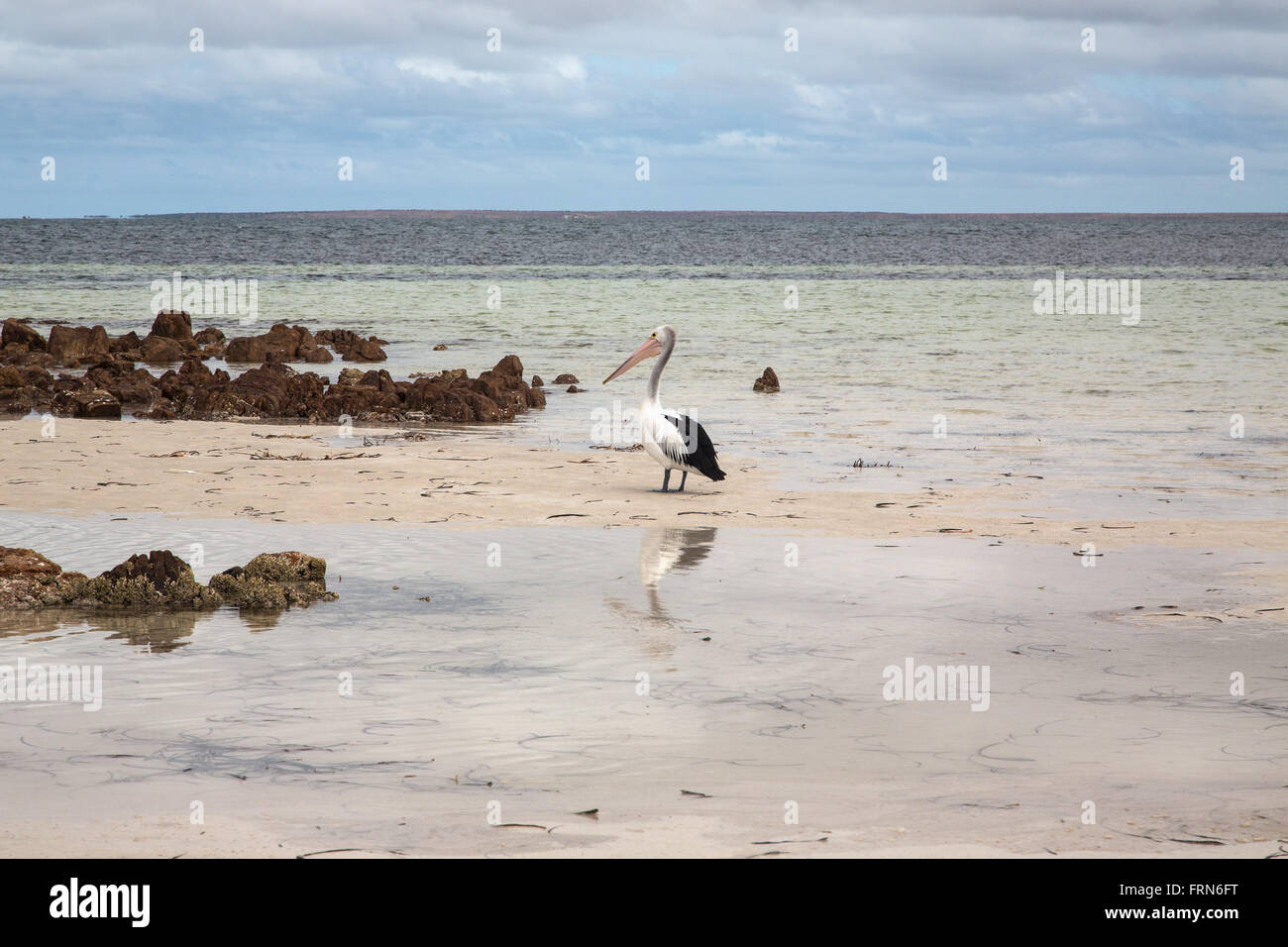 Pelikan stehen in flachen Strand Wasser, St-Vincent-Golf, South Australia Stockfoto