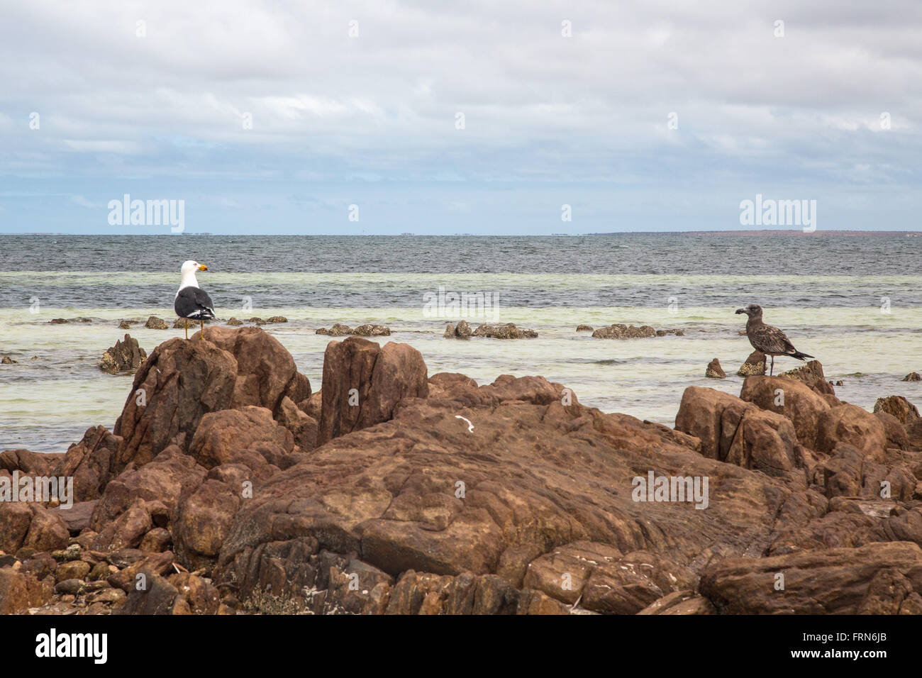 Pelikan und andere Seevögel auf Felsen in flachen Strand Wasser, St-Vincent-Golf, South Australia Stockfoto