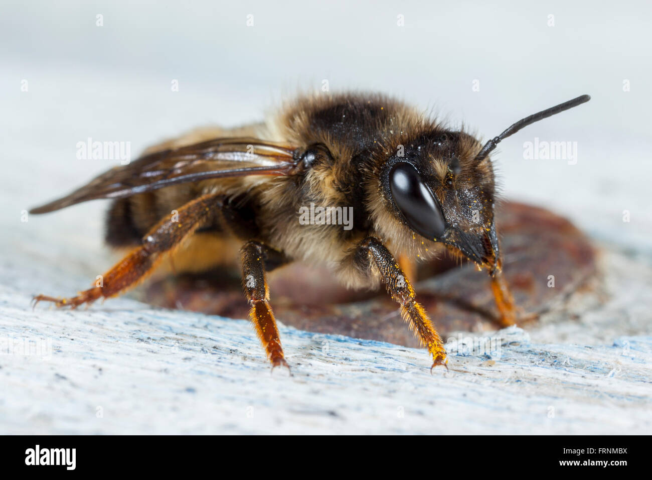 Eine einzelne Biene. Stockfoto