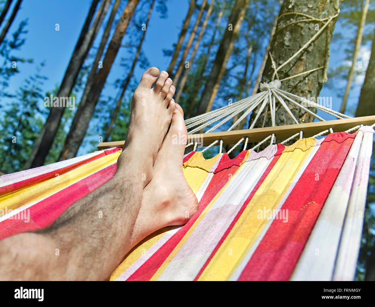 Füße in der Hängematte auf einem Hintergrund von Kiefernwald Stockfoto