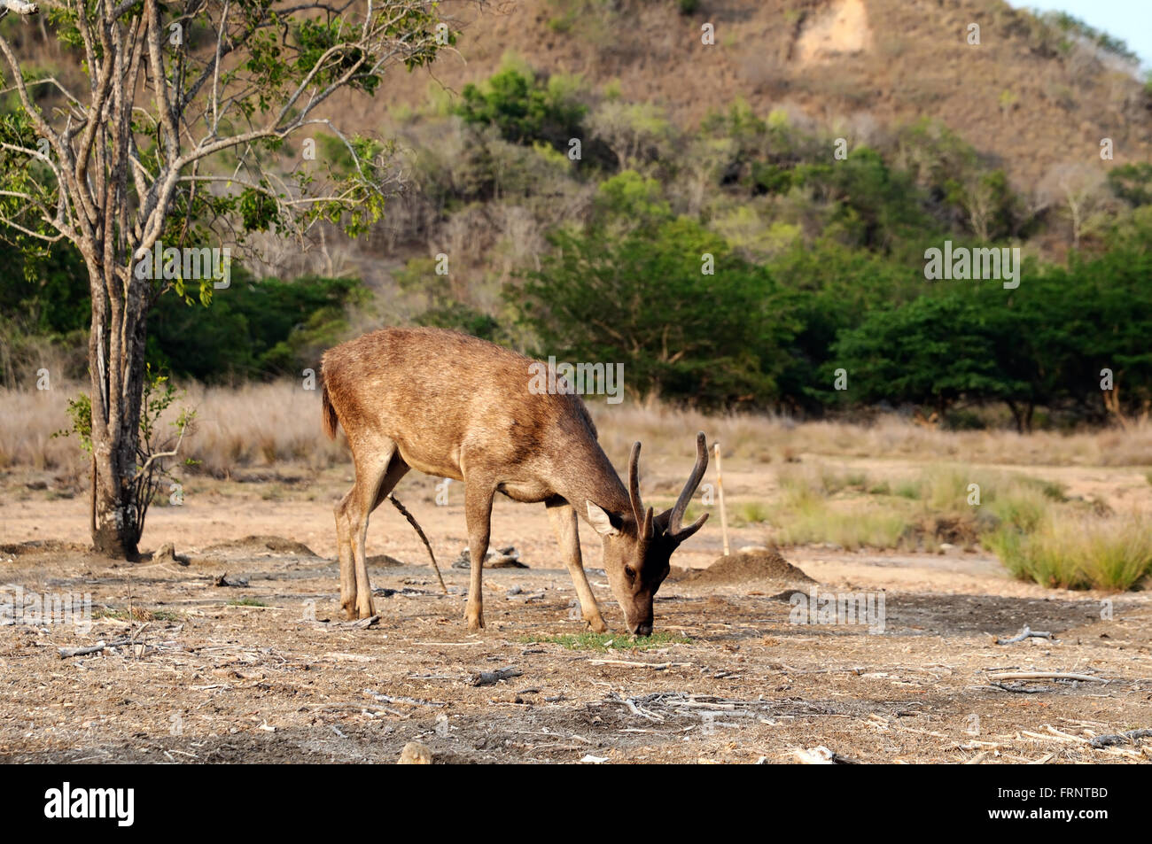 Ein Flores Rusa Reh füttert im Komodo National Park (Rusa Floresiensis, Rehe Komodo, Flores Rusahirsch) Stockfoto