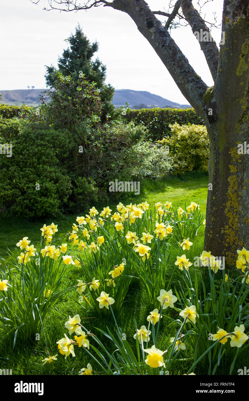 Narzissen Ecke eines Landes-Gartens in UK Stockfoto