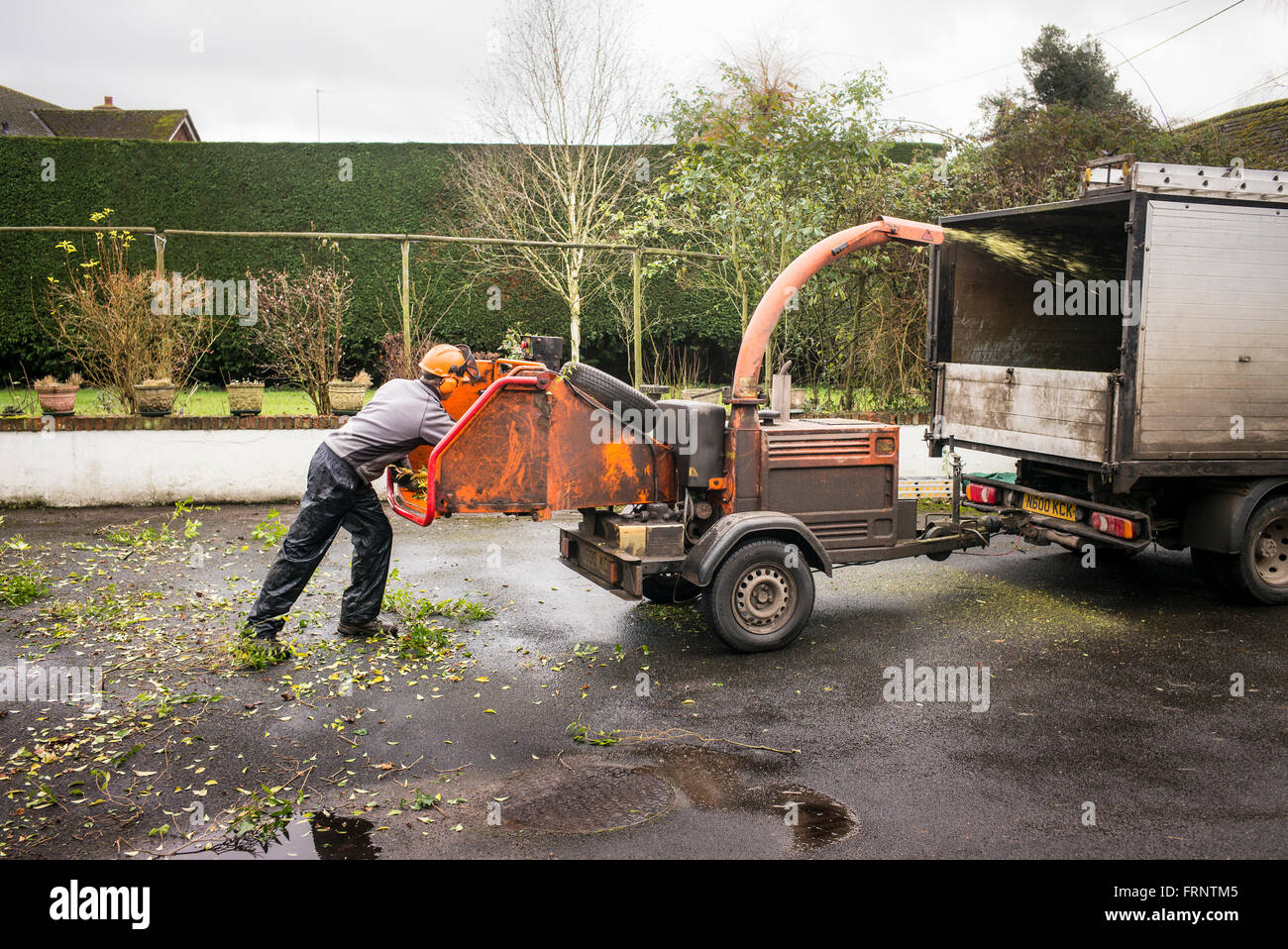 Mann, Schreddern Hecke Drum und dran während saisonale Gartenpflege Stockfoto