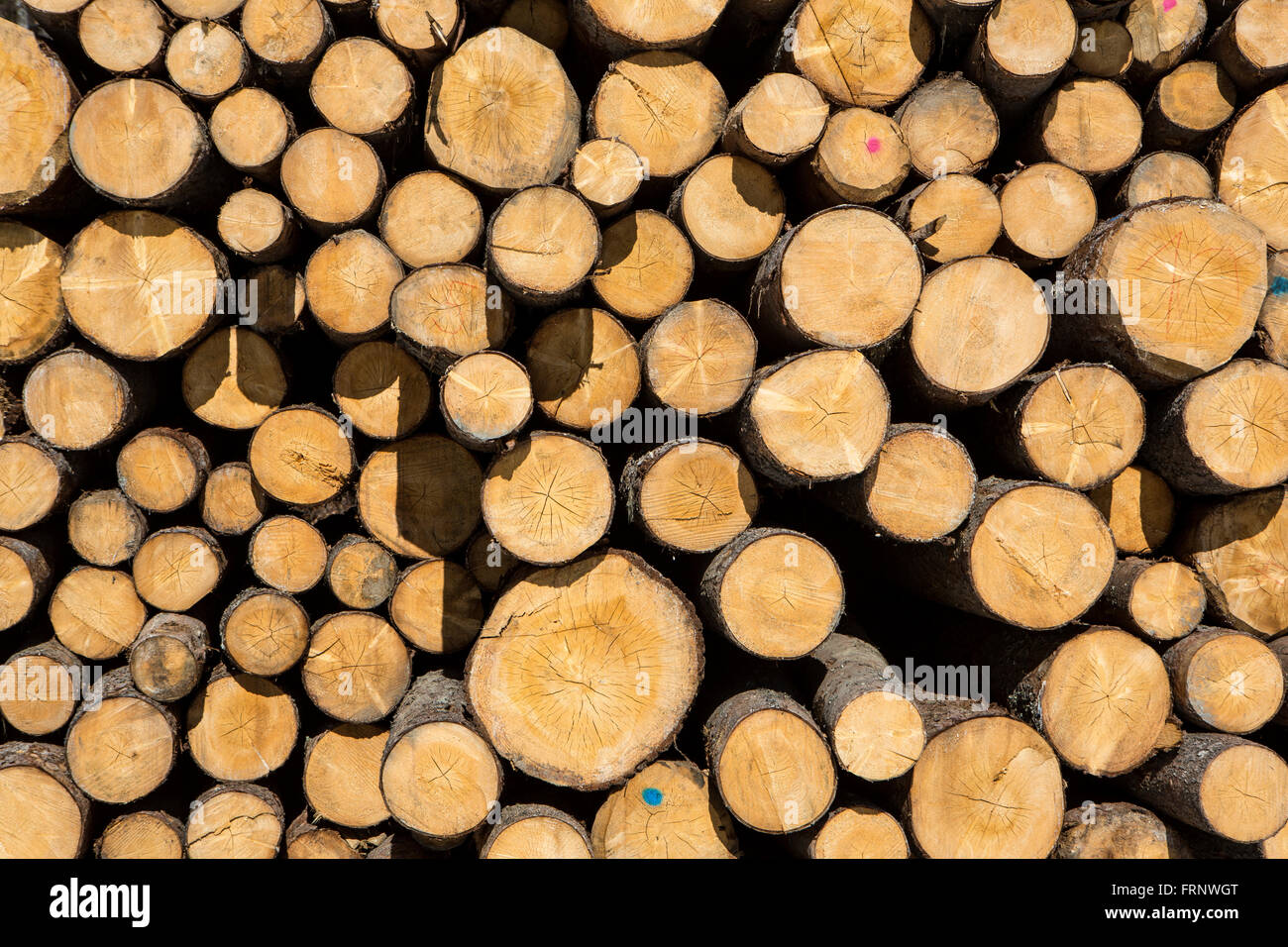 Ein Haufen von Baumstämmen Stockfoto