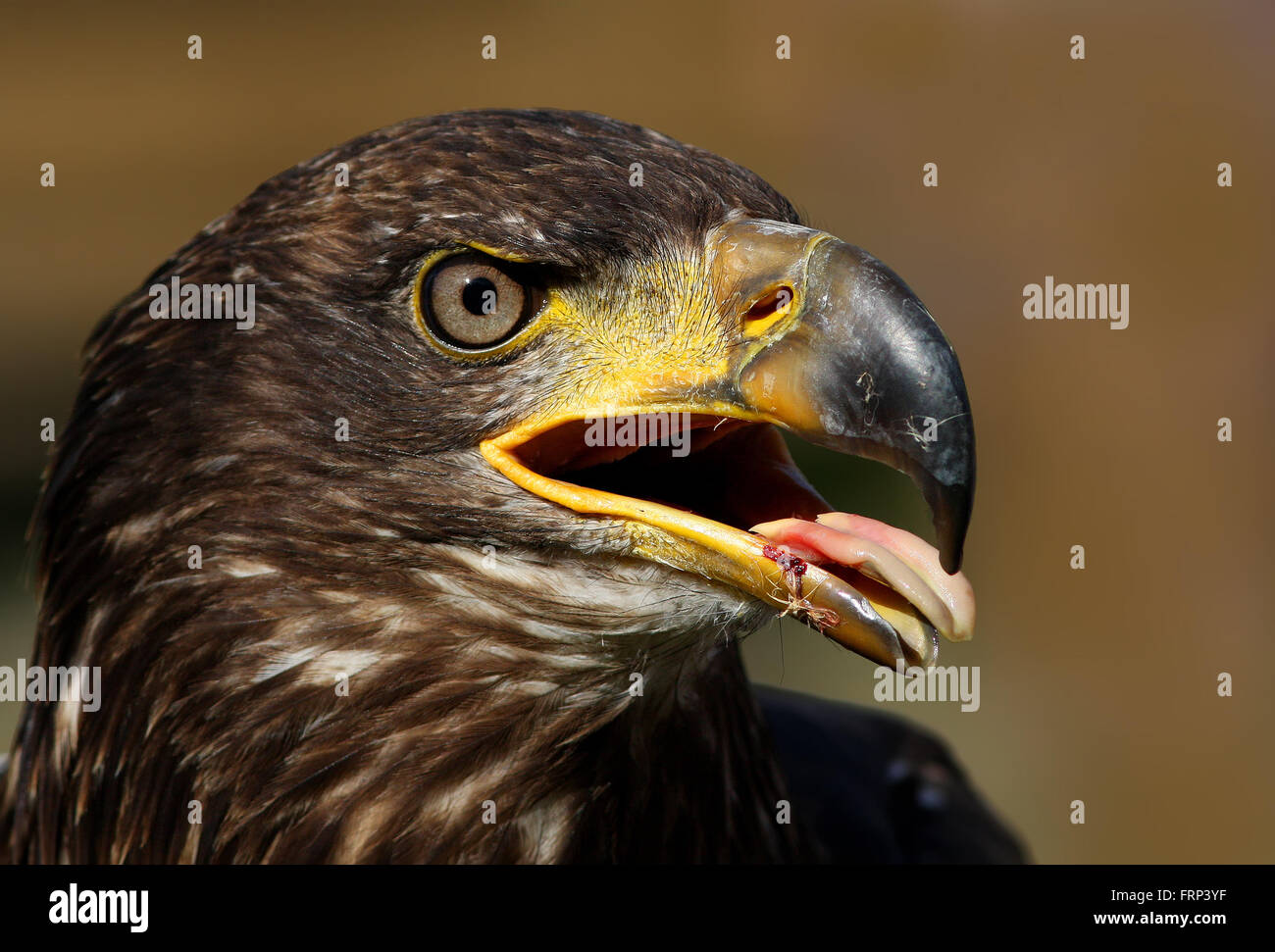 Golden Eagle oortrait Stockfoto