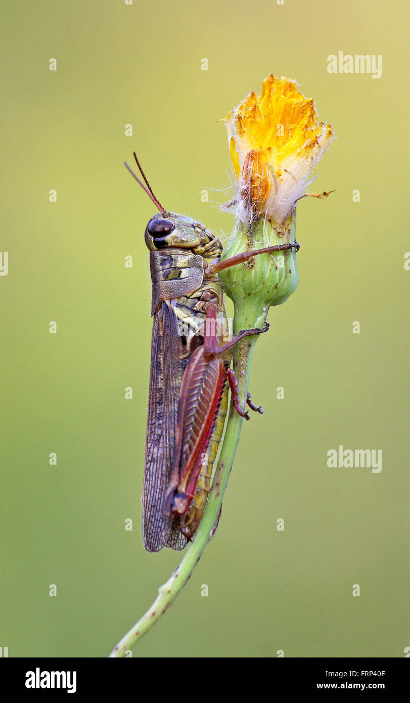 Eine rote braune Heuschrecke auf die gelbe Blume Stockfoto