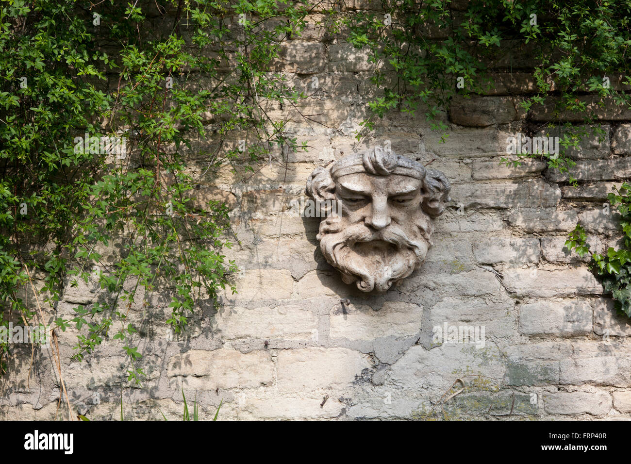 Efeu maske -Fotos und -Bildmaterial in hoher Auflsung  Alamy