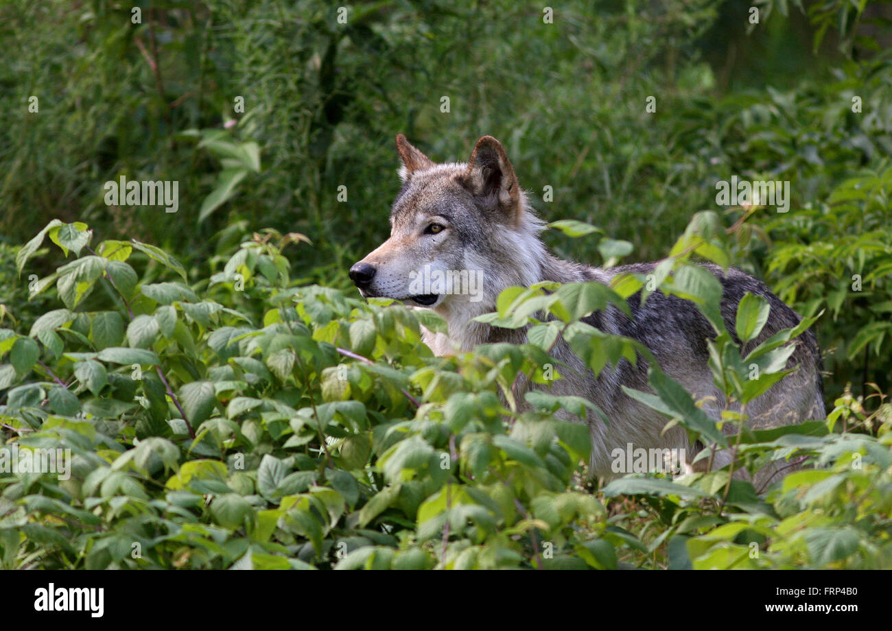 Timberwolf männlich im Frühling im Wald Stockfoto