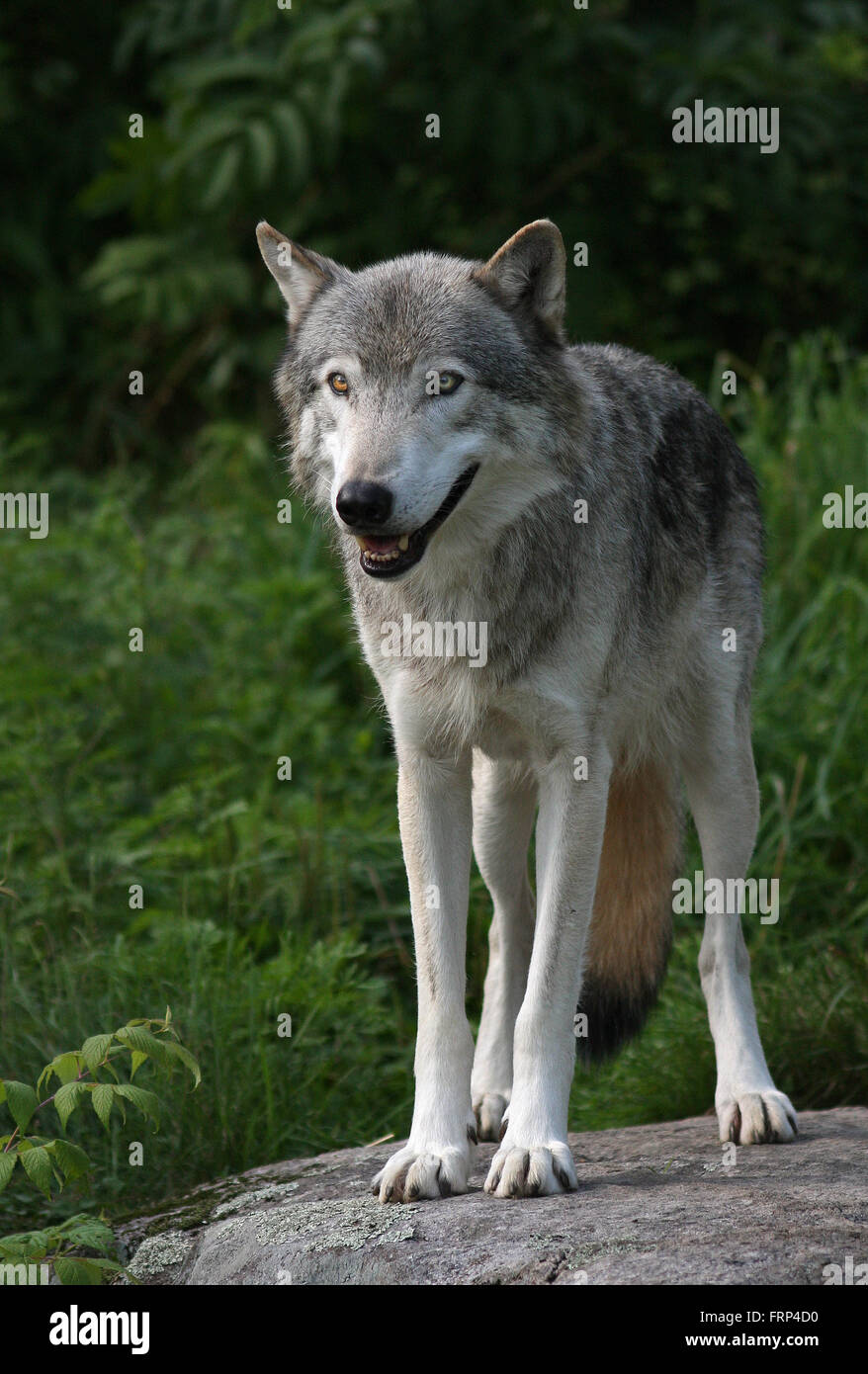 Timberwolf männlich im Frühling im Wald Stockfoto