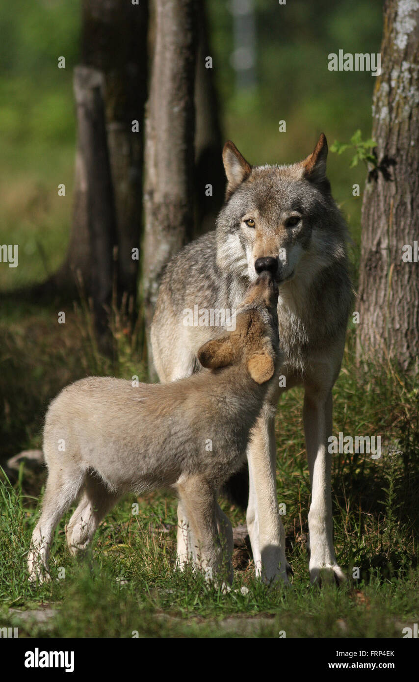 Timber Wolf alpha-Weibchen und pp im Frühling im Wald Stockfoto