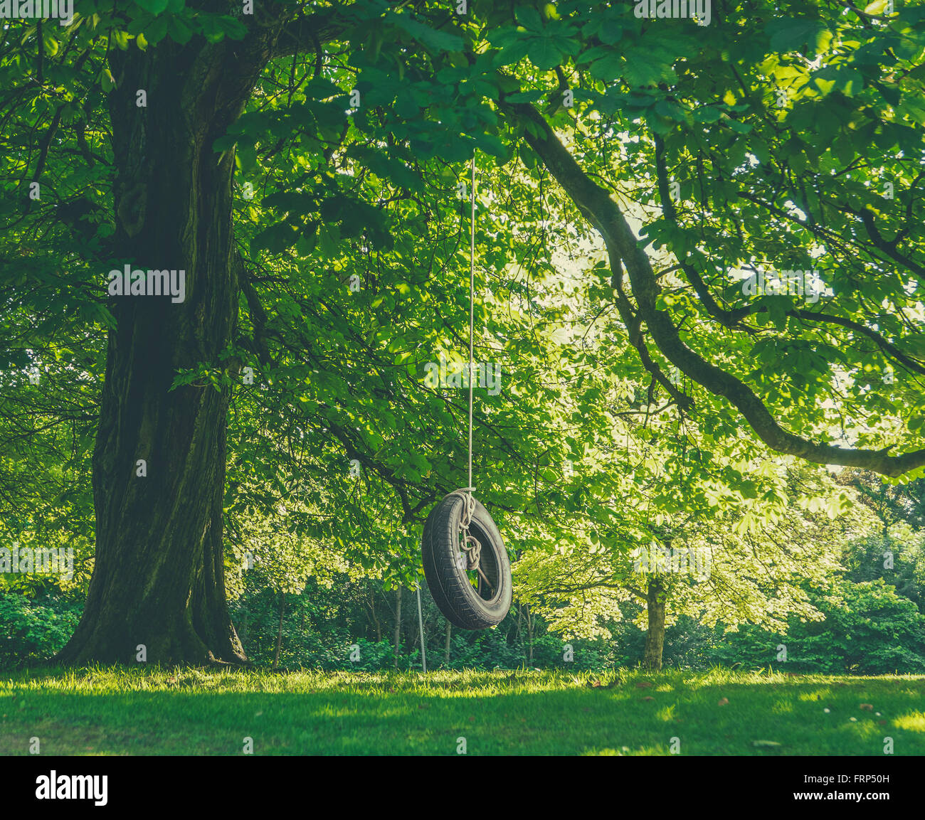 Kindheit Nostalgie Bild eine Reifenschaukel hängen von einem Baum an einem Sommernachmittag Stockfoto
