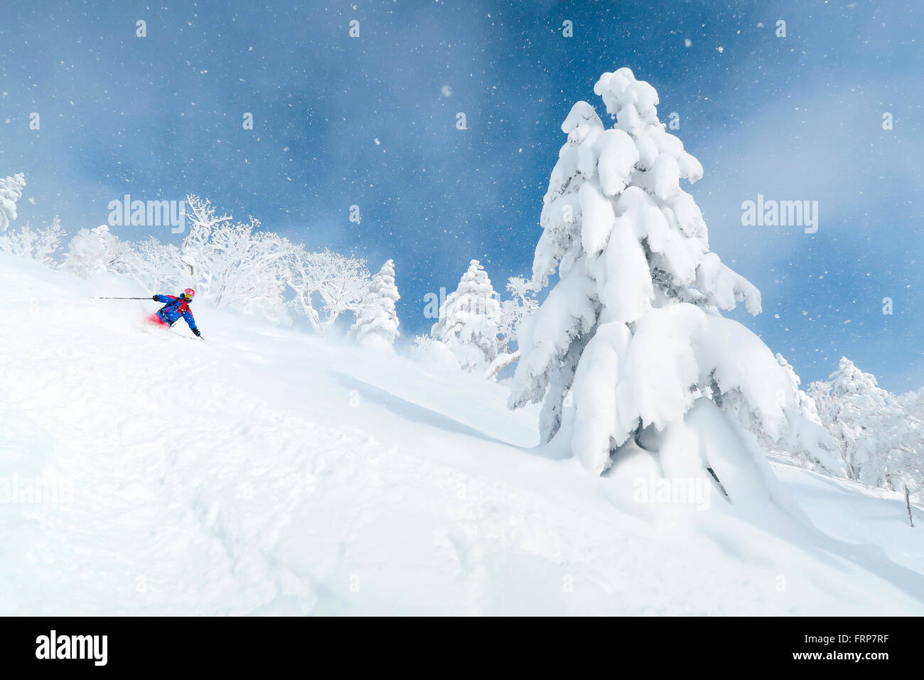 Ein männlichen Skifahrer wird im Tiefschnee fahren. Die Bäume sind mit einer weißen Schicht bedeckt und der Himmel ist blau. Märchen-Landschaft. Stockfoto