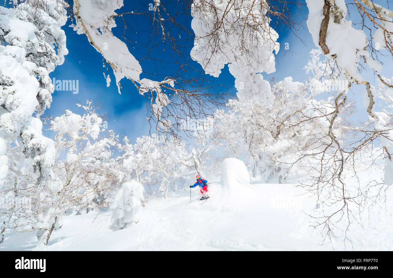 Ein männlichen Skifahrer wird im Tiefschnee fahren. Die Bäume sind mit einer weißen Schicht bedeckt und der Himmel ist blau. Märchen-Landschaft. Stockfoto