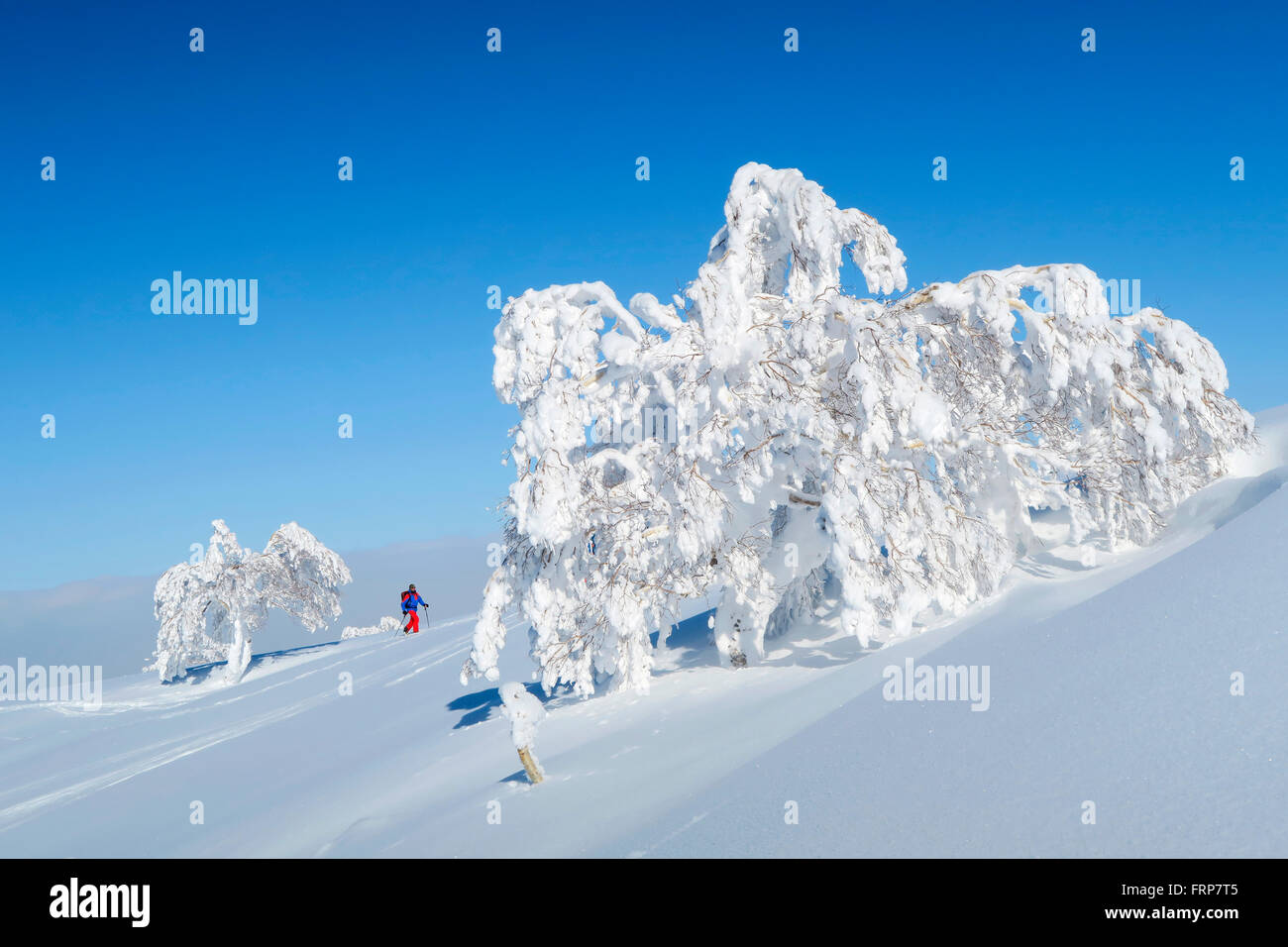 Ein männlicher Backcountry Skifahrer in bunte Kleidung ist durch eine Berglandschaft mit schneebedeckten Bäumen in der Nähe des Skigebiets von Kiroro auf Hokaido, Japan wandern. Stockfoto