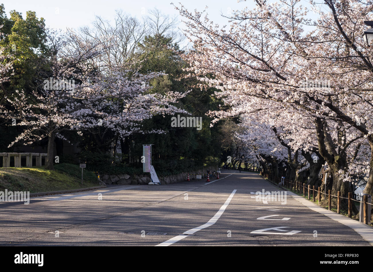 Eingangsstraße Korakuen-Garten in den frühen Morgenstunden während der Kirschblüte, Okayama, Japan Stockfoto