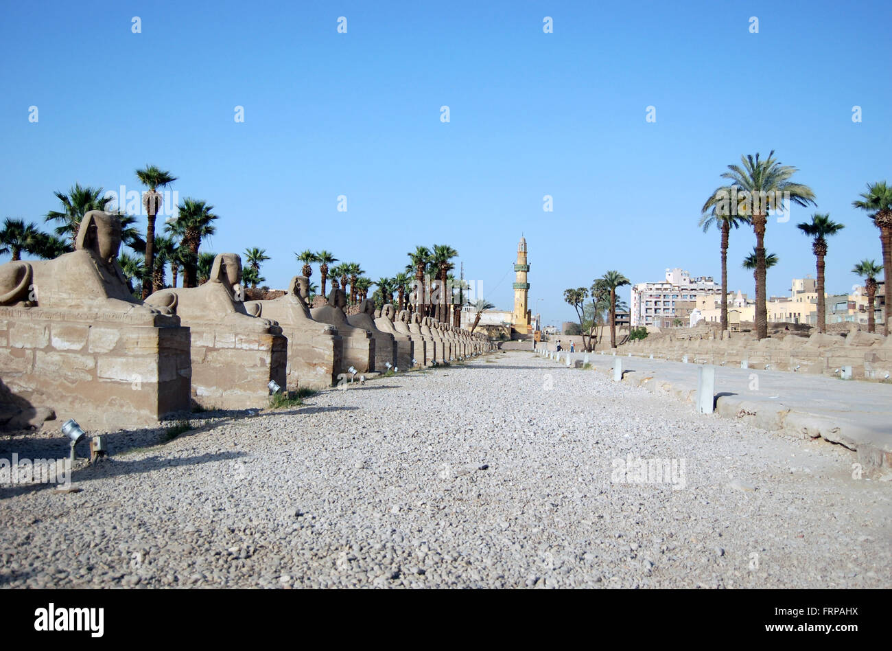 Eine Sphinx-Allee führt zu einer Moschee in Luxor Ägypten und ist von Palmen gesäumt Stockfoto