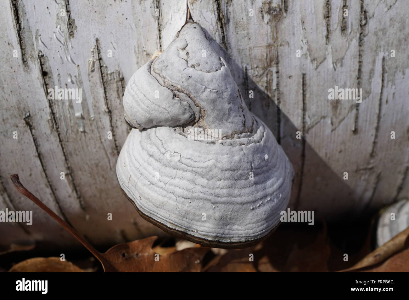 Halterung Pilze geben. Eine junge "Tinder Polypore" Pilzzucht aus einer Birke-Protokoll. Wissenschaftlicher Name ist "Zündstoff Fomentarius." Stockfoto