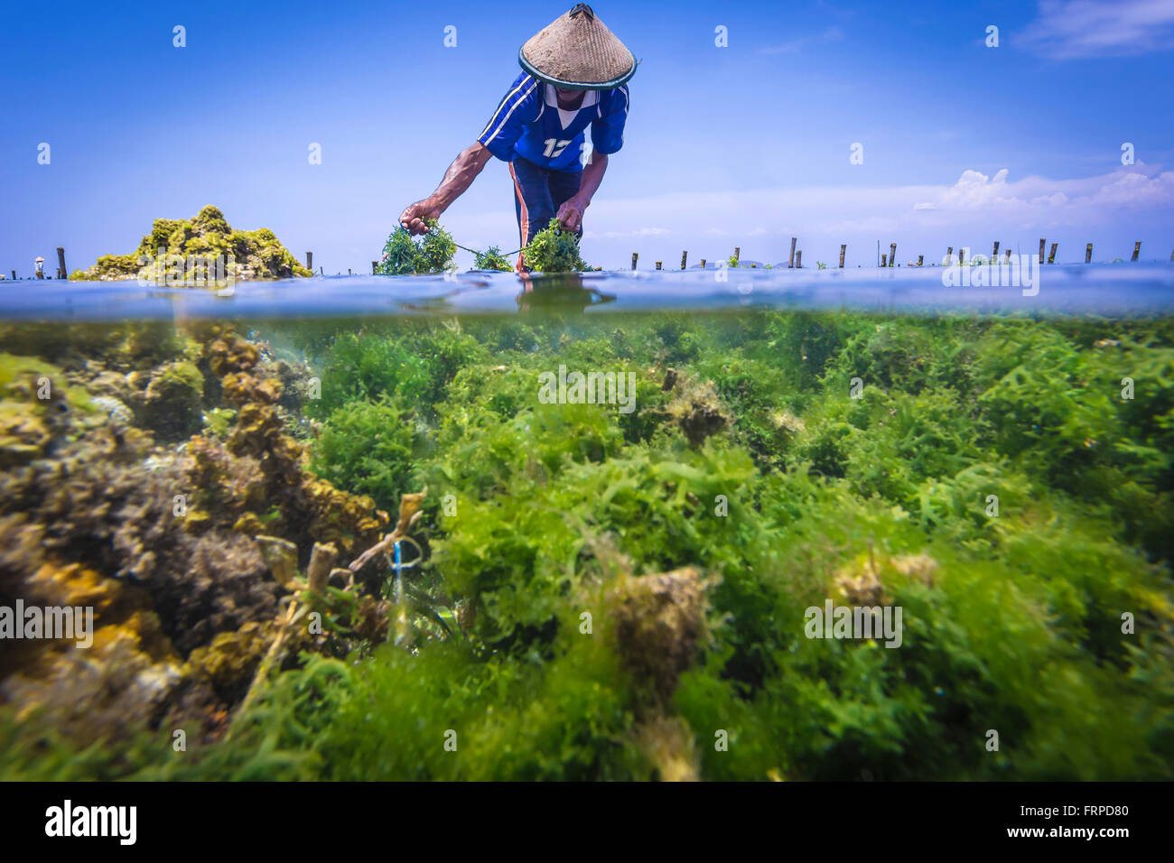 Algen-Bauernhof. Sumbawa. Indonesien. Stockfoto