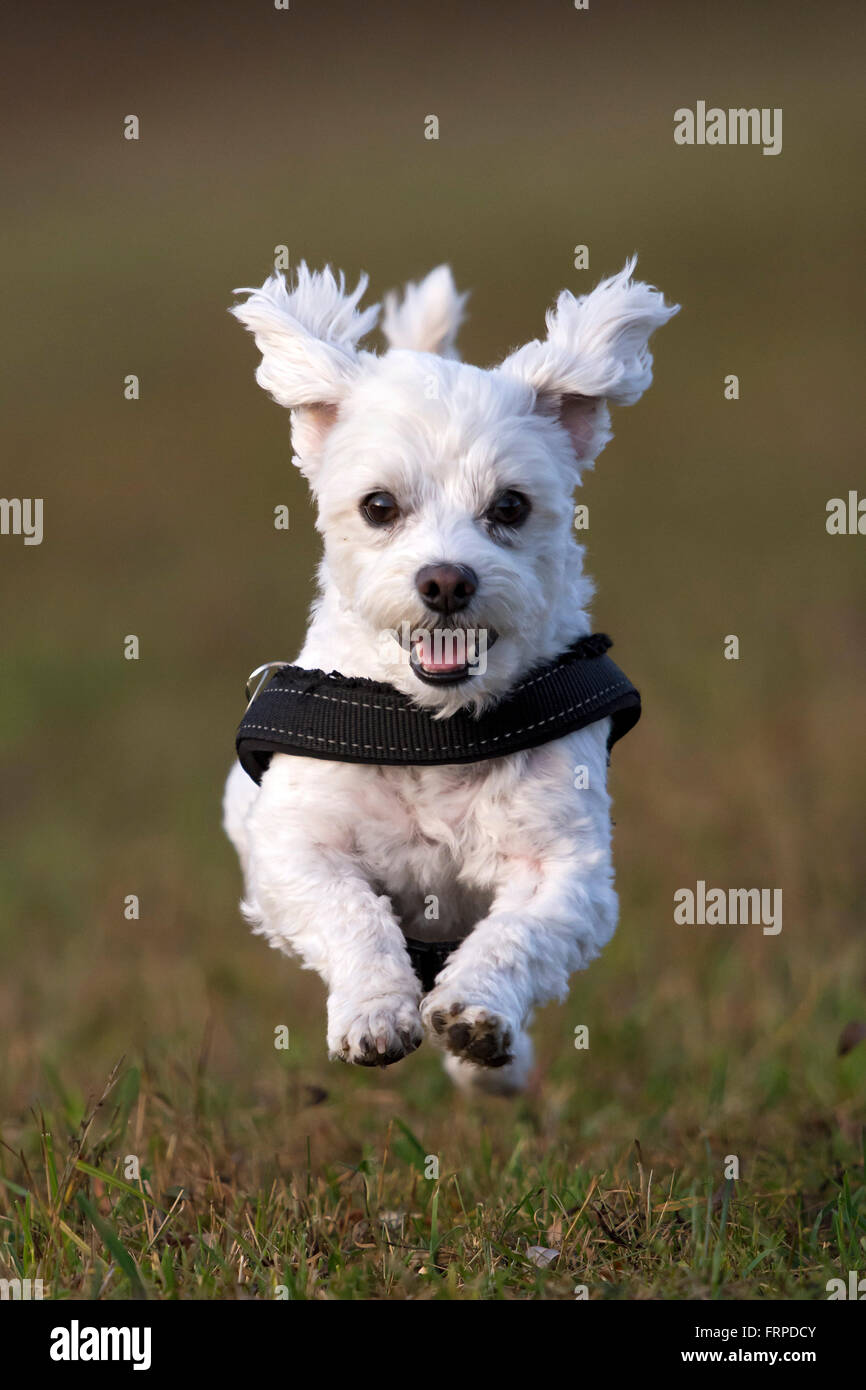 Haushund, Malteser läuft über eine Wiese, Vorarlberg, Österreich Stockfoto