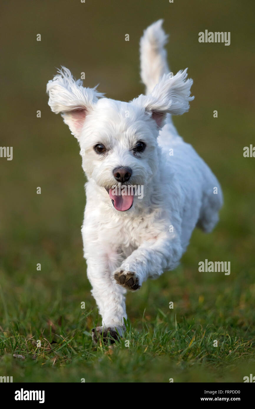 Haushund, Malteser läuft über eine Wiese, Vorarlberg, Österreich Stockfoto