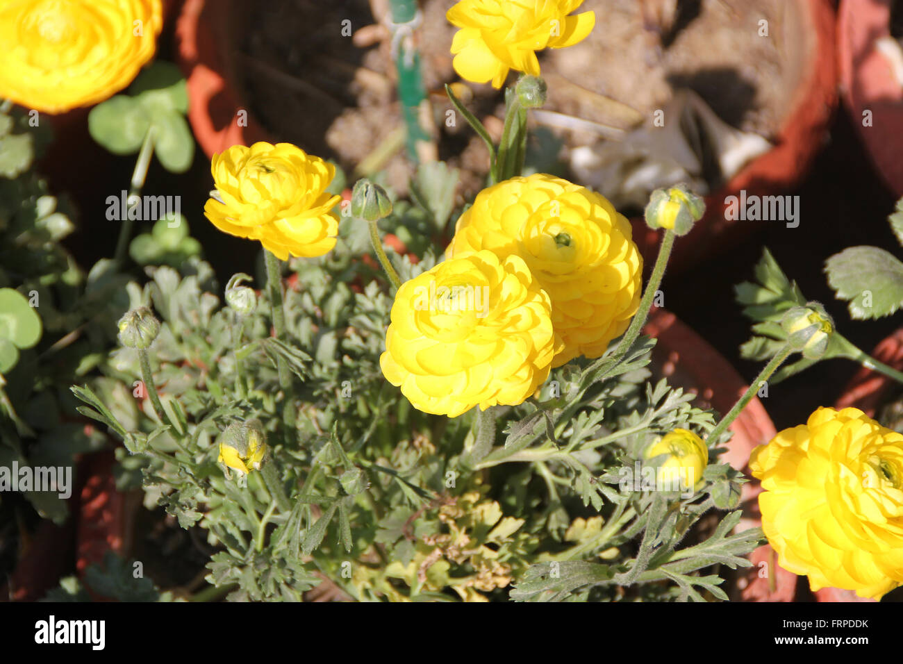 Ranunculus Asiaticus, Persian Buttercup, Familie Butterblume, beliebte Garten Tuberöse verwurzelte ornamentalen Kraut, gefüllte Blüten Stockfoto