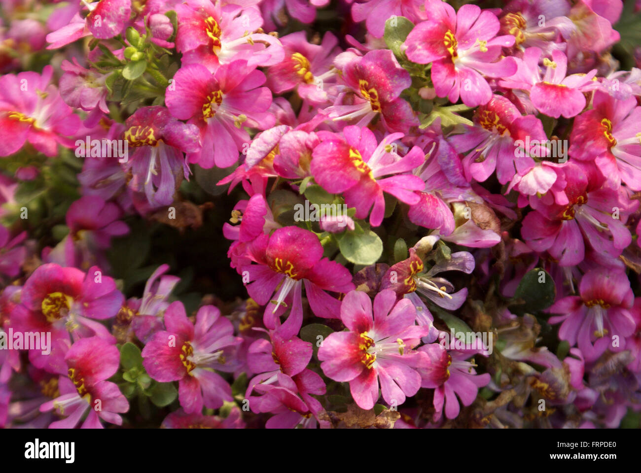 Rachenblütler × Wisetonensis, Arme-Leute Orchidee, Schmetterling Blume, ornamentale Hybrid mit Farn wie Blätter und Blumen Stockfoto