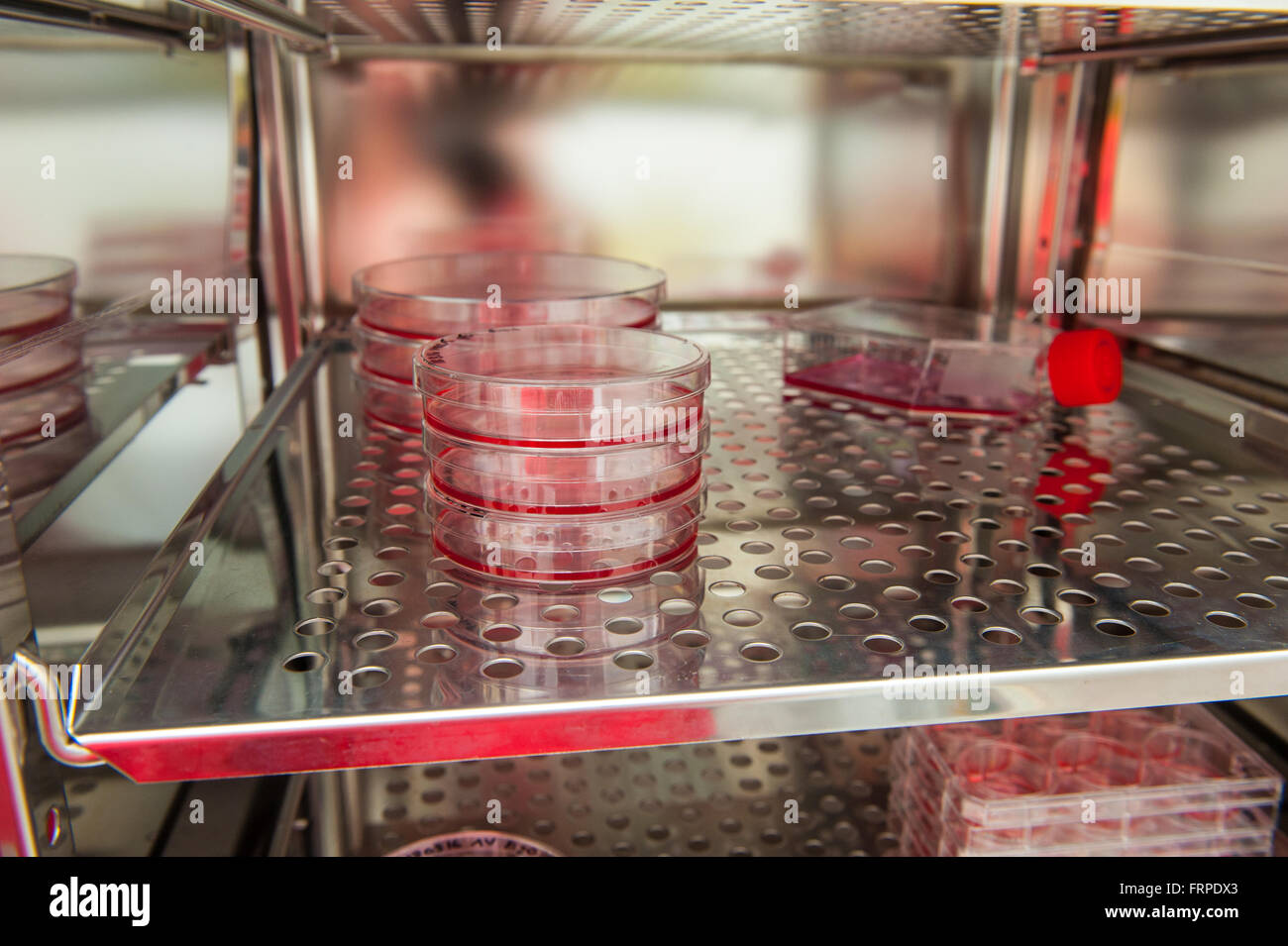 Biologie, Biotechnologie, chemische, biologische, Chemiker, heilen, entdecken, Entdeckung, Arzt, Experiment, experimentell, Experti Stockfoto