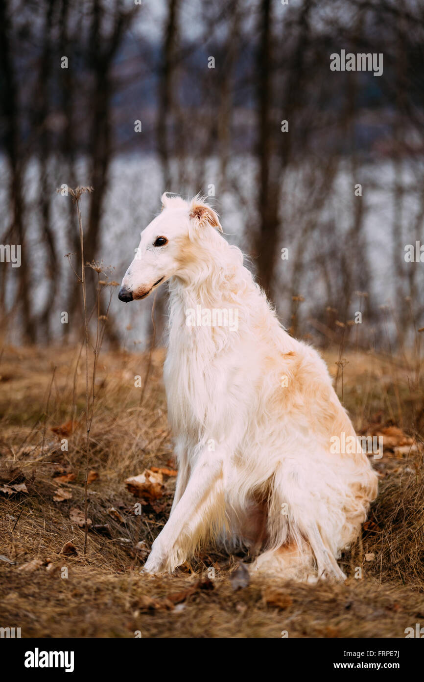 Russischer jagdhund -Fotos und -Bildmaterial in hoher Auflösung – Alamy