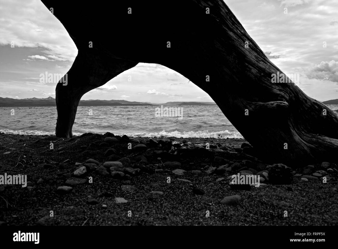 Yellowstone Lake Treibholz in schwarz / weiß Stockfoto