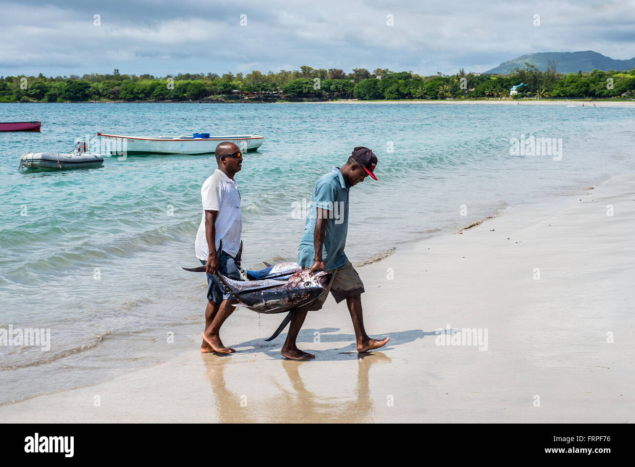Fischer tragen zwei Thunfisch auf den Strand von Tamarin Bucht von Mauritius Stockfoto
